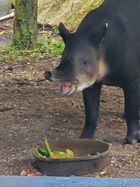 Tapir, Belize Zoo, National Animal