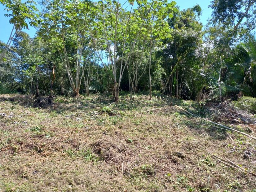 Mayan Mound on our property in Belize