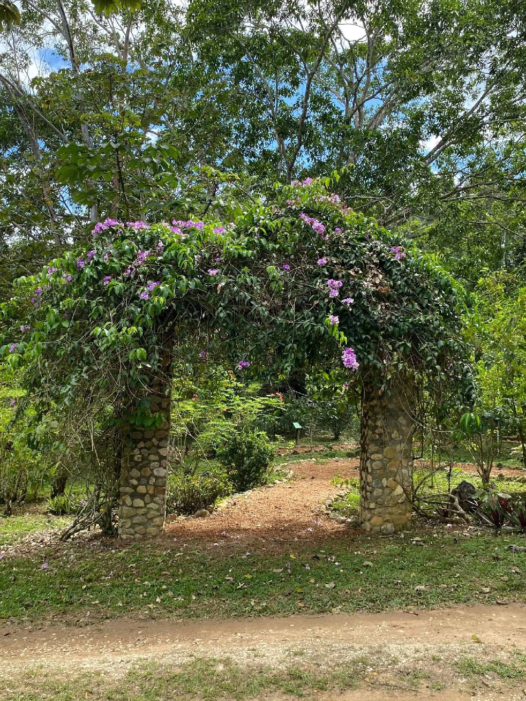 Exploring the Belize Botanic Gardens: A Tour of Beauty, Medicinal Plants, and Maya Culture