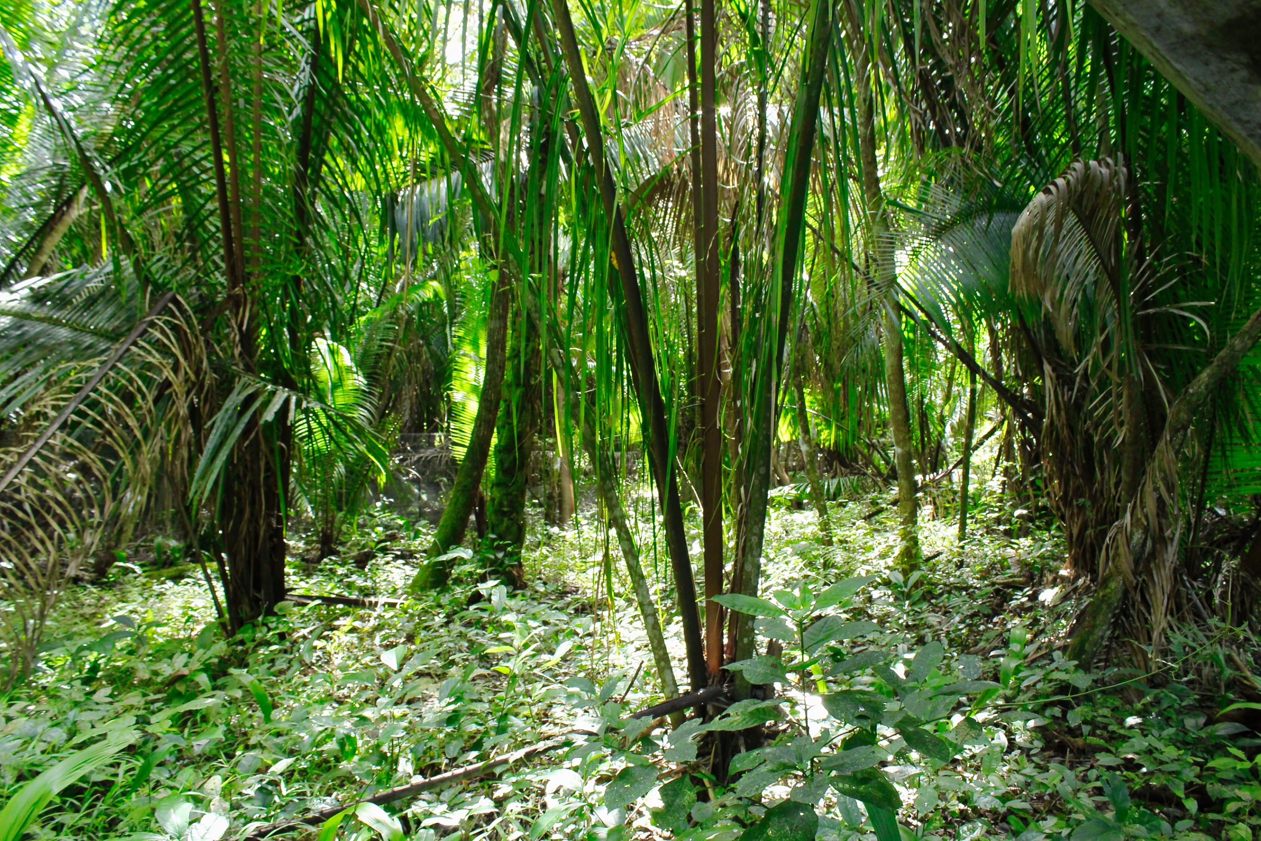 Belize Build Update: Moving Forward