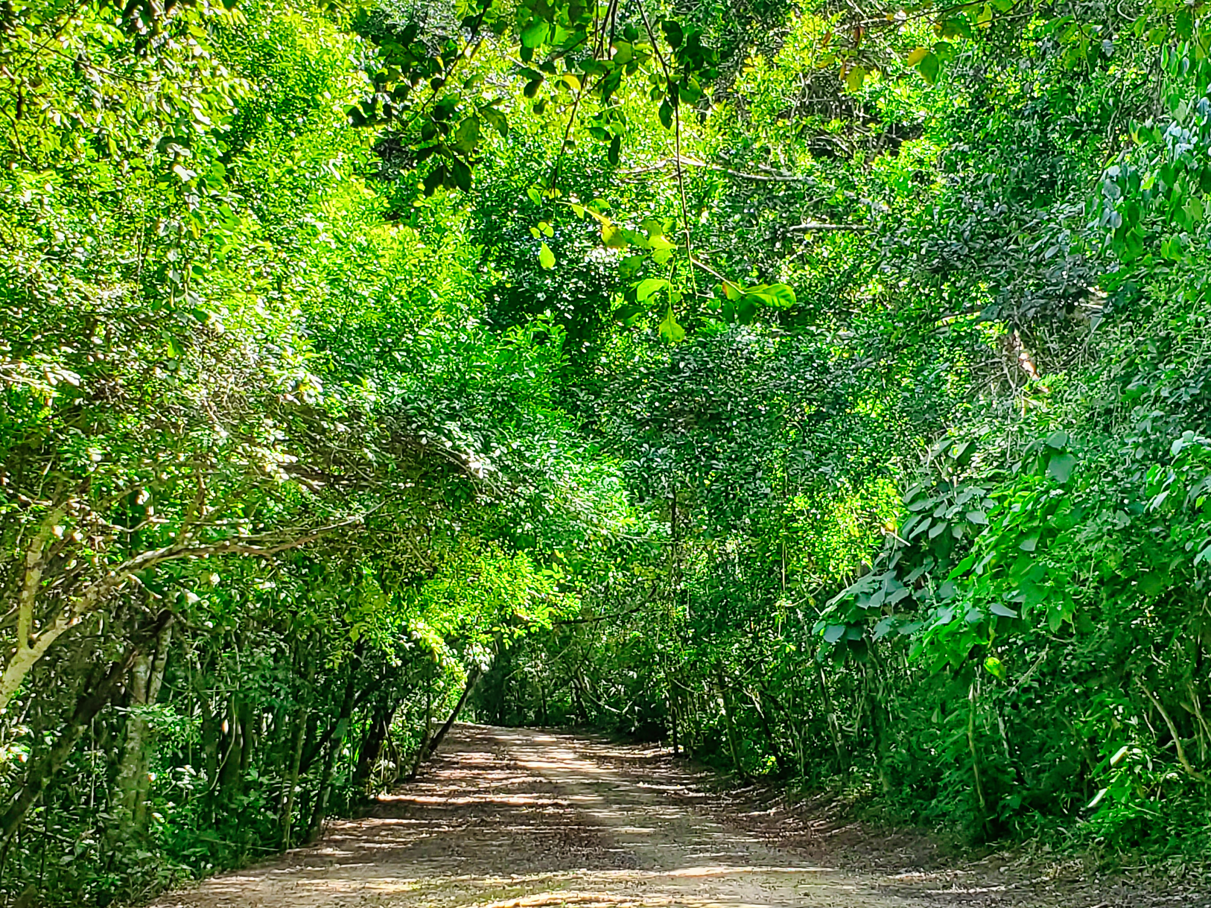 El Pilar Maya Site “An Unexpected Journey”
